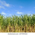 如何在永利赌场中获得最佳游戏体验与胜率提升 dqulf