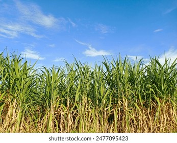 如何在永利赌场中获得最佳游戏体验与胜率提升