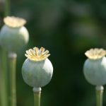 如何在如意体育官网上获取最佳游戏体验与奖励 r9v0f