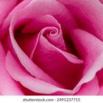 18195期开奖结果正式公布,大奖花落谁家引关注 ct70y53